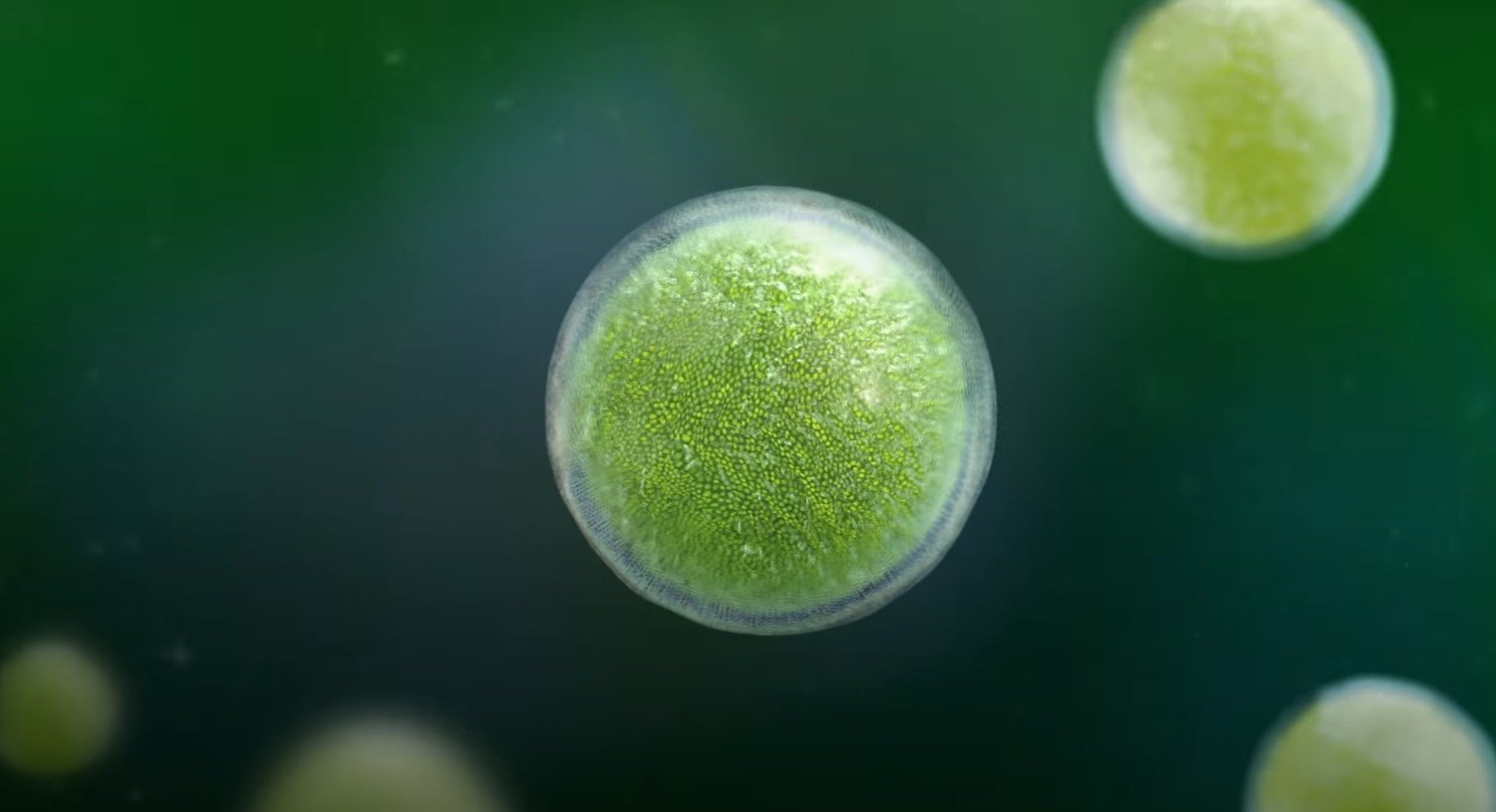 Brandstof kweken biobrandstof uit algen